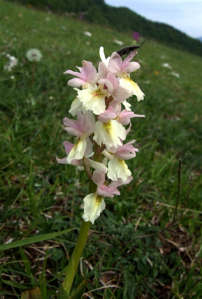 Orchis colemanii - variazioni cromatiche